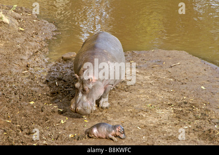 Hippopotame femelle avec nouveau-né, Masai Mara, Kenya Banque D'Images