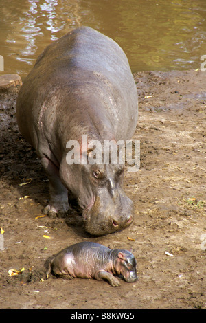 Hippopotame femelle avec nouveau-né, Masai Mara, Kenya Banque D'Images
