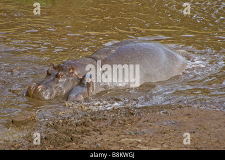 Hippopotame femelle ayant des nouveau-nés dans la rivière, Masai Mara, Kenya Banque D'Images