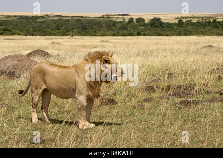 Lion mâle sur la savane, Masai Mara, Kenya Banque D'Images