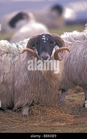 Les moutons à face noire - Ram ou tup (moutons mâles non castrés) - Ecosse - UK Banque D'Images