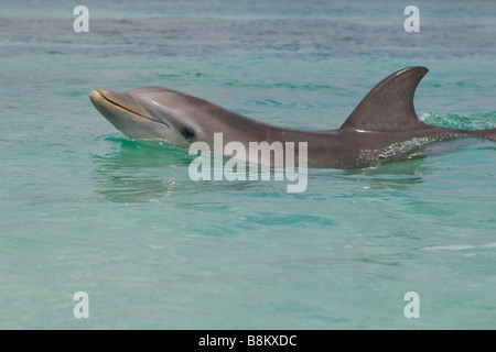 Grand dauphin Tursiops truncatus Mer des Caraïbes Honduras Banque D'Images