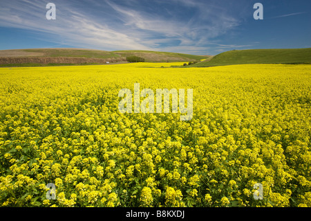 Dans les champs de canola à la ferme pays de matériel roulant la Palouse Région de l'Est de l'état de Washington Banque D'Images