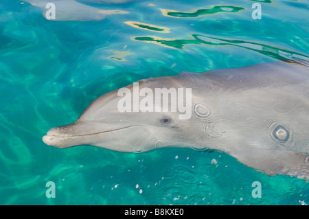 Grand dauphin Tursiops truncatus Mer des Caraïbes Honduras Banque D'Images