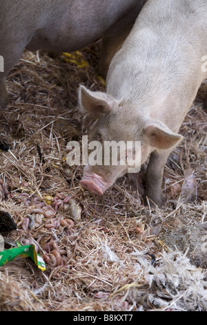 Refuser de manger les cochons en Inde Banque D'Images