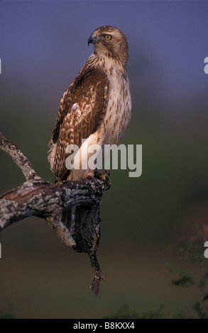 Buse à queue rousse (Buteo jamaicensis) Perché sur branche - Texas - USA Banque D'Images