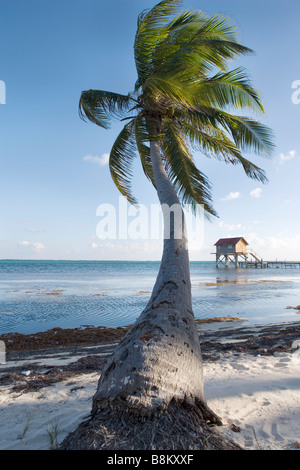 La fin de l'après-midi la lumière frappe un arbre palmiers se balançant et pier avec cabane colorée à la fin sur Ambergris Caye au Belize. Banque D'Images