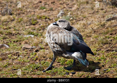 La Bernache à ailes bleues (Cyanochen cyanopterus) endémique à l'Éthiopie, l'Afrique Banque D'Images