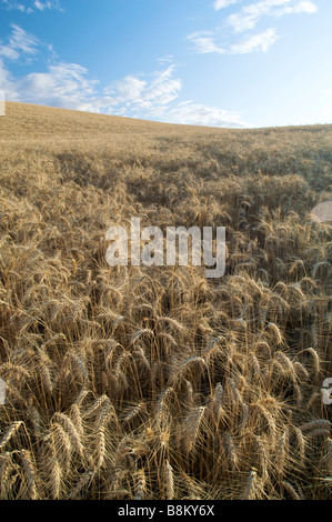 La culture du blé dans le pays de la ferme de la Palouse Région de l'Est de l'état de Washington l'un des plus grands producteurs de blé salon Banque D'Images