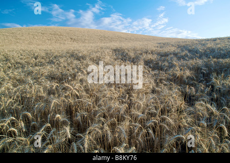 La culture du blé dans le pays de la ferme de la Palouse Région de l'Est de l'état de Washington l'un des plus grands producteurs de blé salon Banque D'Images