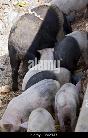 Refuser de manger les cochons en Inde Banque D'Images