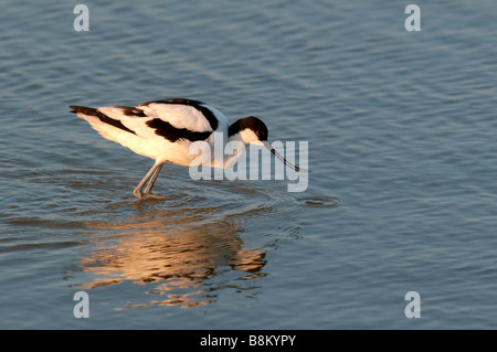 Avocette Recurvirostra avocetta eurasienne, adultes, l'alimentation, Kent, Angleterre, l'été. Banque D'Images