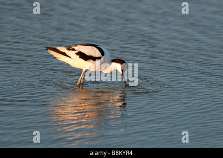 Avocette Recurvirostra avocetta eurasienne, adultes, l'alimentation, Kent, Angleterre, l'été. Banque D'Images