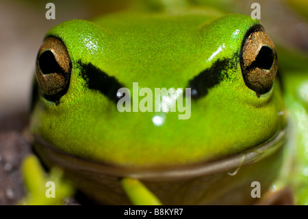 Close up of a Green et Golden Bell [Grenouille Litoria aurea]. Banque D'Images