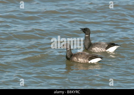 La Bernache cravant (Branta bernicla), sombre, forme ventre, Kent, en Angleterre, hiver. Banque D'Images