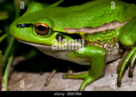 Grenouille verte et golden bell [Litoria aurea]. Banque D'Images