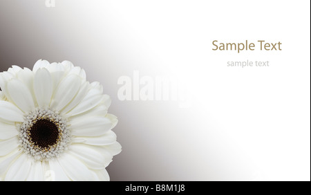 Belle fleur gerbera blanc frais isolé sur un fond blanc avec place pour le texte Banque D'Images