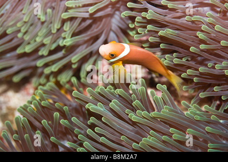 Putois poissons clowns Amphiprion nigripes Maldives l'atoll de l'océan Indien Banque D'Images