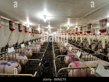 Un système automatique d'alimentation à une ferme d'élevage porcin prospère dans le sud de l'Ontario Banque D'Images