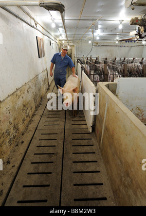 Déménagement un sanglier sur une ferme porcine familiale Banque D'Images