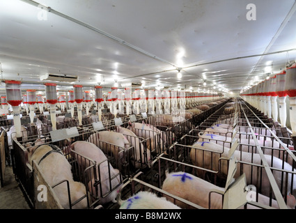 Un système automatique d'alimentation à une ferme d'élevage porcin prospère dans le sud de l'Ontario Banque D'Images