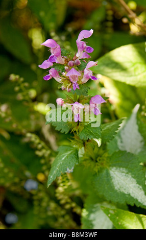 Close up of Lamium maculatum Lamier tacheté anniversaire des fleurs et des feuilles d'Or Banque D'Images