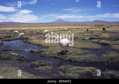 Les lamas (Lama glama) pâturage sur bofedales par Rivière Isluga Cariquima, volcan en arrière-plan, le Parc National Isluga, Chili Banque D'Images