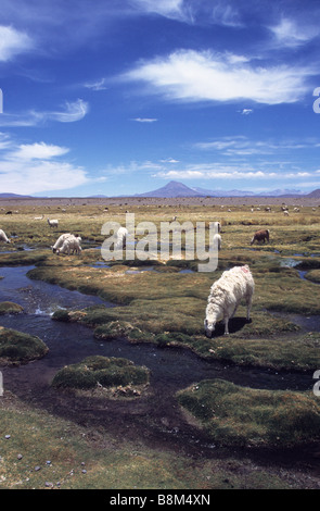 Les lamas (Lama glama) pâturage sur bofedales par Rivière Isluga Cariquima, volcan en arrière-plan, le Parc National Isluga, Chili Banque D'Images