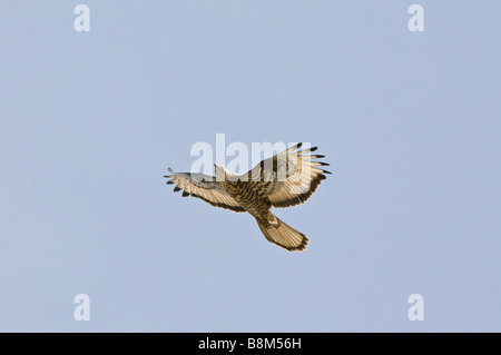 Honey Buzzard sur la migration Banque D'Images