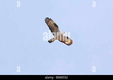 Honey Buzzard sur la migration Banque D'Images