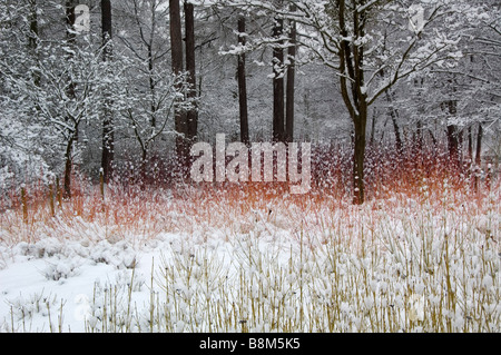 Midwinter Fire Cornus sanguinea Valley Gardens London Surrey England UK Banque D'Images