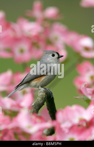 Mésange perchée à Dogwood Blossoms - verticale Banque D'Images