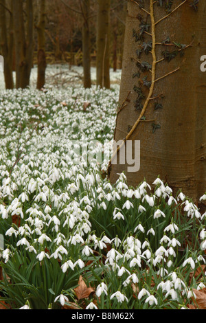 Perce-neige (Galanthus nivalis) poussant dans une forêt de hêtres dans la région de Welford Park, Berkshire, Royaume-Uni. Banque D'Images