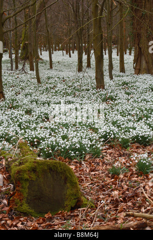 Perce-neige (Galanthus nivalis) poussant dans une forêt de hêtres dans la région de Welford Park, Berkshire, Royaume-Uni. Banque D'Images