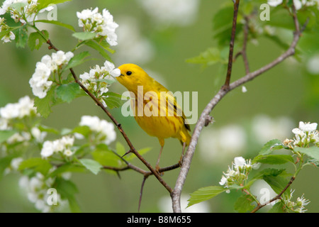 Paruline jaune de manger dans le Nectar de l'arbre d'aubépine Banque D'Images