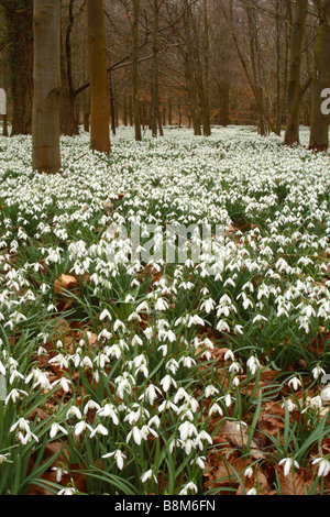 Perce-neige (Galanthus nivalis) poussant dans une forêt de hêtres dans la région de Welford Park, Berkshire, Royaume-Uni. Banque D'Images