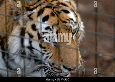 Amur Tiger en captivité Banque D'Images