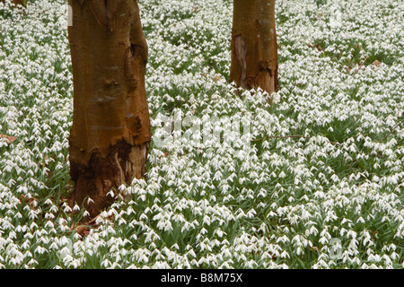 Perce-neige (Galanthus nivalis) poussant dans une forêt de hêtres dans la région de Welford Park, Berkshire, Royaume-Uni. Banque D'Images