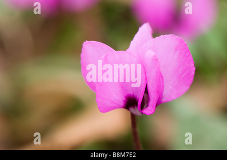 Close up d'un Cyclamen Coum rose sauvage croissant Banque D'Images