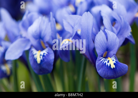 Close up d'un groupe de blue Iris reticulata Banque D'Images