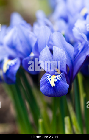 Close up d'un groupe de blue Iris reticulata Banque D'Images