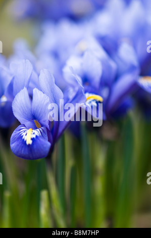 Close up d'un groupe de blue Iris reticulata Banque D'Images