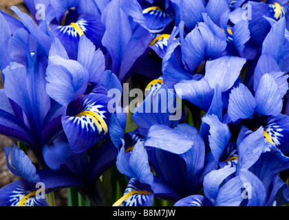 Close up d'un groupe de blue Iris reticulata Banque D'Images