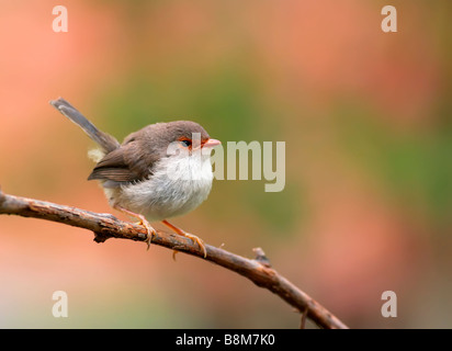 Superbe femelle Fairy Wren Banque D'Images
