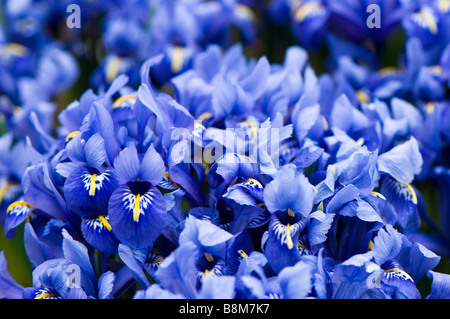 Close up d'un groupe de blue Iris reticulata Banque D'Images