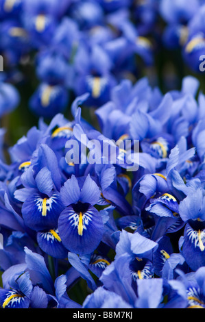 Close up d'un groupe de blue Iris reticulata Banque D'Images