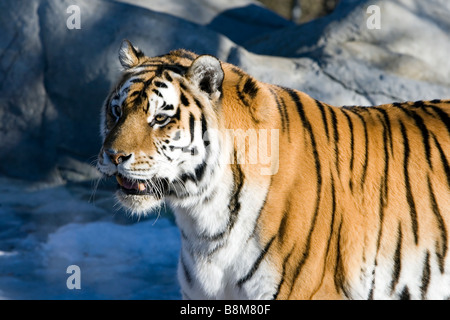 Tigre de Sibérie Panthera tigris altaica également connu sous le nom de tigre de Mandchourie tigre de l'amour ou l'Oussouri tige Banque D'Images