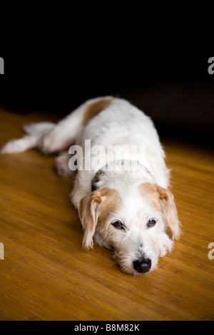 Chien couché sur matt à l'extérieur Banque D'Images