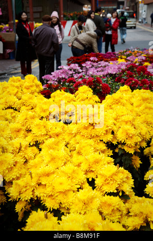 Fleurs à vendre pour le Lunar/Nouvel An chinois. Banque D'Images