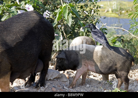 Refuser de manger les cochons en Inde Banque D'Images